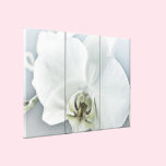 White Orchid canvas prints