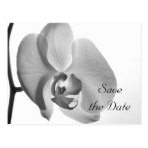 White Orchid Wedding Save the Date Postcard