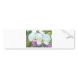 White Orchids Bumper Sticker