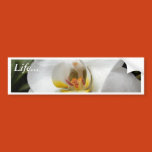 white, orchids, plants, flowers, orchids, flowers,