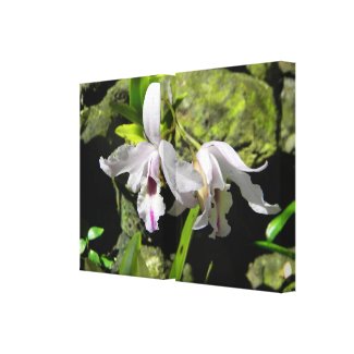 White Orchids Canvas