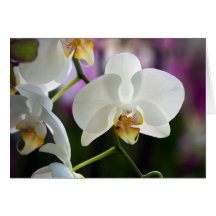 White Orchids Cards
