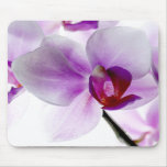 orchid, flower