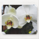 White orchids (on Canvas)