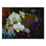 White Orchids Photo