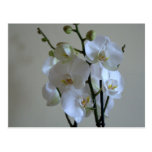 White orchids post card