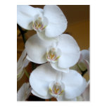 White orchids post cards