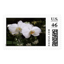 white orchids postage by JLWinther white orchids postage