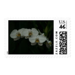 white orchids postage