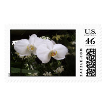 white orchids postage