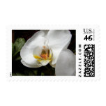 White Orchids Postage Stamps