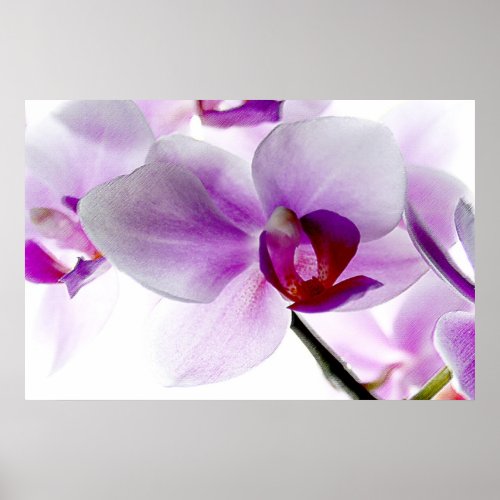 White Orchids print