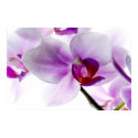 White Orchids posters