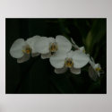 white orchids posters
