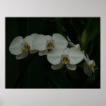 white orchids posters