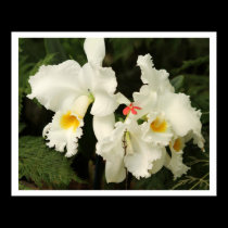 White Orchids posters