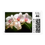white Orchids, Prospect Plantation, Ocho Rios flow Postage Stamps