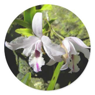 White Orchids Sticker