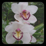 White Orchids Sticker