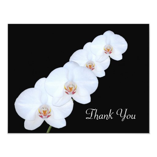 White Orchids Thank You Card Zazzle