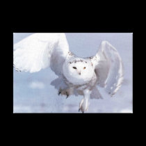 White Owl (Parasitic Twin) canvas prints