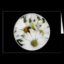 White Oxeye Daisies cards