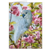 White Parrot in Crab Apple Tree Greeting Cards