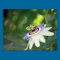 White Passion Flower posters