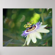White Passion Flower Poster