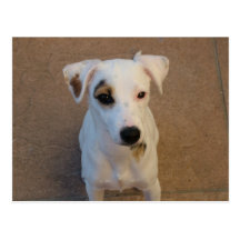 White patch Jack Russell Post Cards