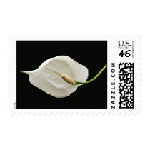 White peace lily whith water drops postage