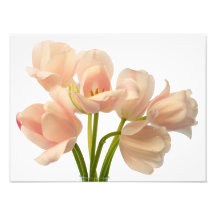 White & Peach Parrot Tulips Background Customized Photographic Print