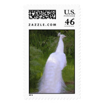 white peacock backside II Stamp
