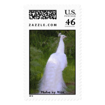 white peacock backside II Postage Stamp