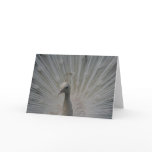 White Peacock Greeting Card