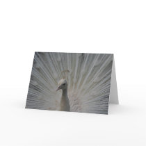 White Peacock cards