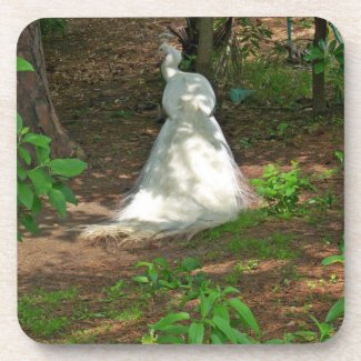 White Peacock Coaster