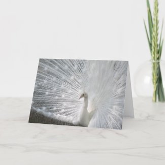 White Peacock Greeting Card card