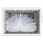 white peacock greeting card