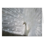 White Peacock Greeting Card