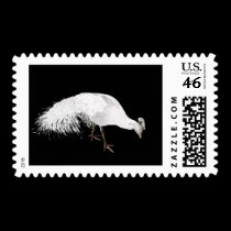 white peacock illustration stamps