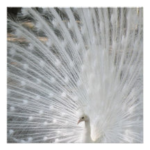 White Peacock Invitation