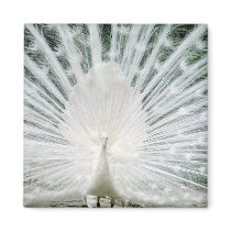 White Peacock magnets