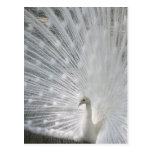 White Peacock Postcard