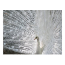 White Peacock Postcard