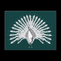 White Peacock Postcards postcards