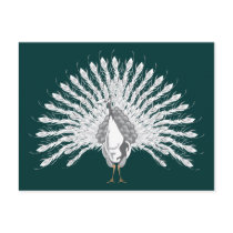 White Peacock Postcards