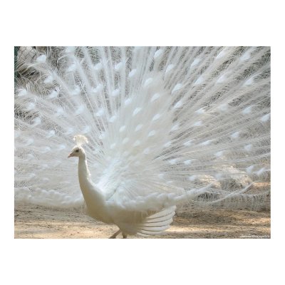 peacock peacock
