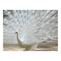 WHITE PEACOCK posters by PerGis_NOSaints WHITE PEACOCK posters