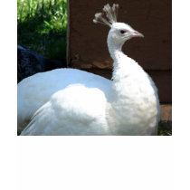 White Peacock t-shirts